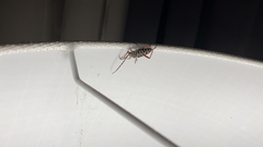 Placosternus erythropus