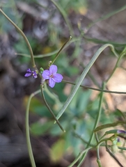 Boechera breweri