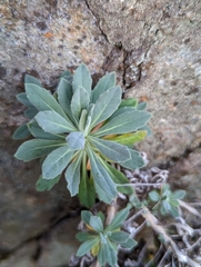 Boechera breweri