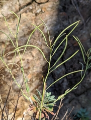 Boechera breweri