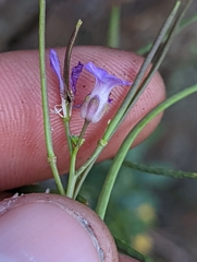 Boechera breweri