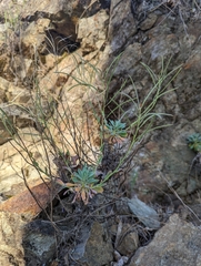 Boechera breweri