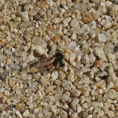 Bombylius curtirhynchus