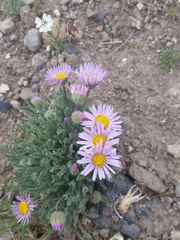 Townsendia florifera