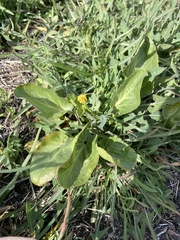 Sanicula maritima