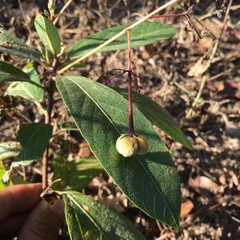 Trigonostemon reidioides