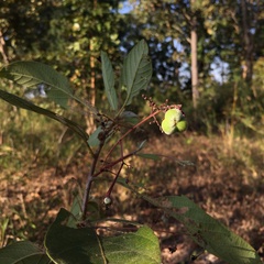 Trigonostemon reidioides