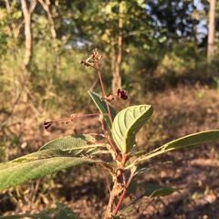 Trigonostemon reidioides