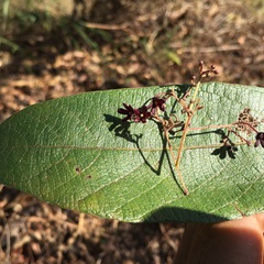 Trigonostemon reidioides