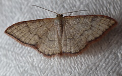 Idaea coercita