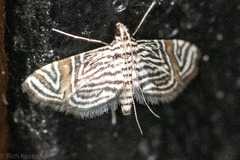 Aulacodes traversalis