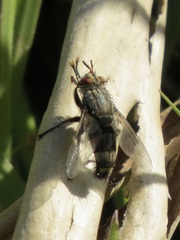 Chetogena tachinomoides