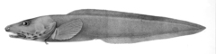 Glacial Eelpout photo 2