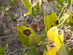 Puccinia klugkistiana