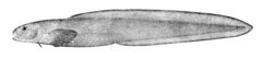 Glacial Eelpout photo 3