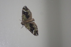 Hydriomena purpurifera