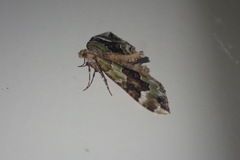 Hydriomena purpurifera