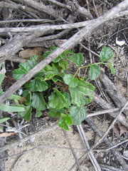 Cyphostemma flaviflorum