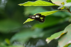 Gerosis phisara