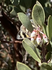 Litocala sexsignata