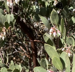 Litocala sexsignata