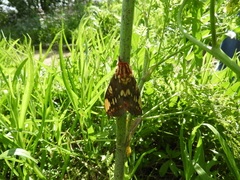 Citheronia brissotii