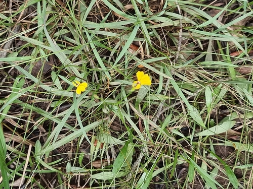 Image of Goodenia paniculata by (c) Martin Rady, some rights reserved (CC BY)