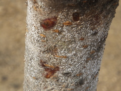 Pseudaulacaspis pentagona