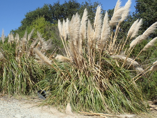 Cortaderia selloana