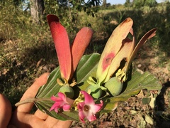 Dipterocarpus obtusifolius
