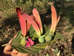 Dipterocarpus obtusifolius