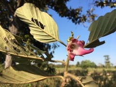 Dipterocarpus obtusifolius