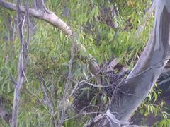 Buteo jamaicensis