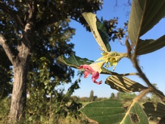 Dipterocarpus obtusifolius