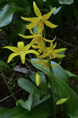 Erythronium tuolumnense