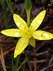 Hypoxis juncea