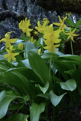 Erythronium tuolumnense