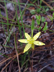 Hypoxis juncea