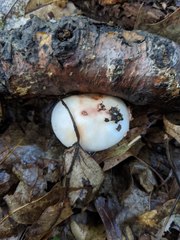 Amanita aestivalis