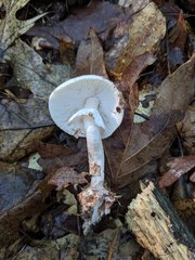 Amanita aestivalis