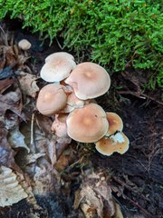 Carcinomyces effibulatus