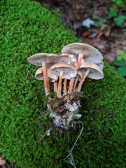 Carcinomyces effibulatus