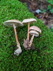 Carcinomyces effibulatus