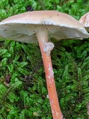 Carcinomyces effibulatus