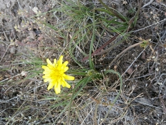 Nothocalais troximoides