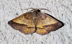 Metarranthis obfirmaria