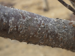 Pseudaulacaspis pentagona
