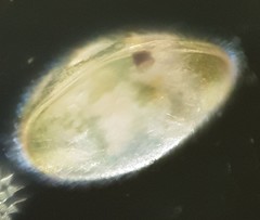 Cypridopsis