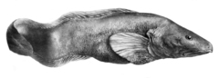 Arctic Eelpout photo 4