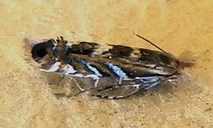 Macrosaccus neomexicanus